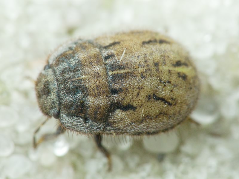 Odontoscelis (Odontoscelis) lineola Rambur, 1839